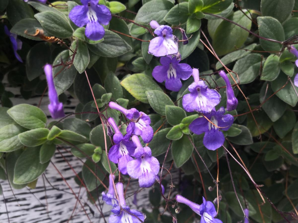 Lily Homestay Barrington Square Cameron Highlands. Brinchang Ngoại thất bức ảnh