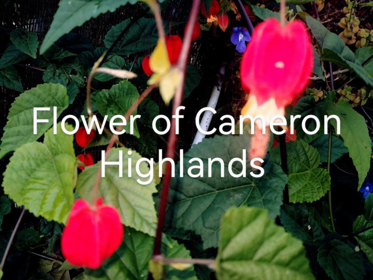 Lily Homestay Barrington Square Cameron Highlands. Brinchang Ngoại thất bức ảnh